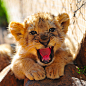 funnywildlife:

Baby Lion Roar! by Richy J on Flickr.
