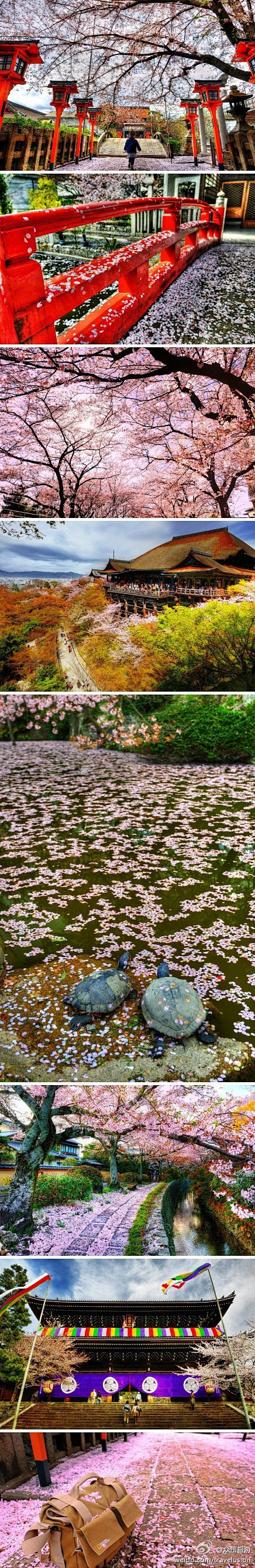 #旅途美景#在日本，樱花树被视为:神灵的...