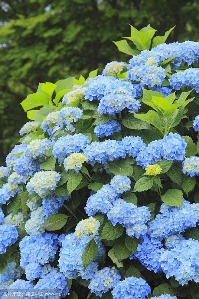 八仙花 / 绣球