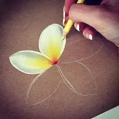 彩铅----植物，花卉 - 高清图片，堆糖，美图壁纸兴趣社区