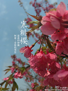 子雨-xin采集到采花贼