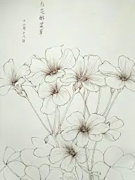 植物线稿