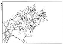 江岸野蕊采集到茶花白描
