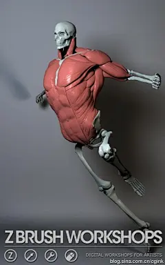 原画动漫人物人体结构解剖，肌肉骨骼躯干动…考素材 (121)
