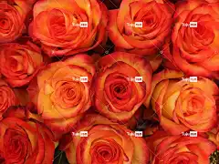 玫瑰 芽 开花 花壁纸 明亮的红色 粉色的 自然 植物 红色的