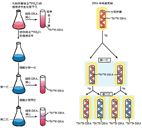 图3-12证明DNA进行半保留复制的实验-花瓣网