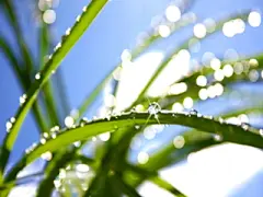 精美Vista花草壁纸特辑 #采集大赛#