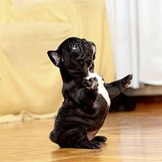 Frenchie