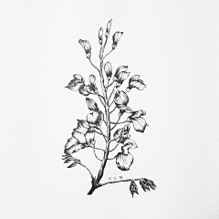 Acgsty采集到插画