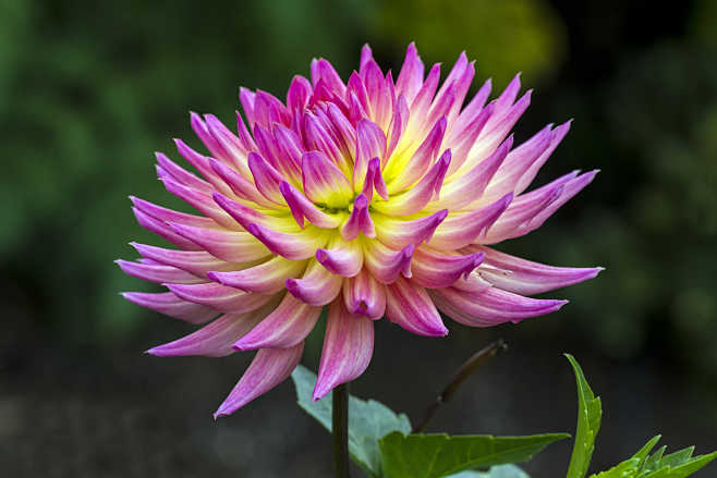 大丽花 Dahlia pinnata 菊...