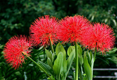 慕子安°采集到『花果植物』