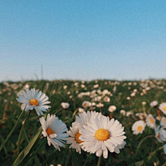 青Carrie采集到一花一世界