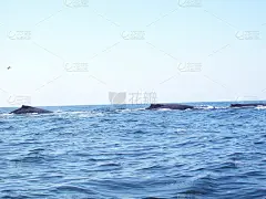 驼背鲸梅加普泰拉新星
