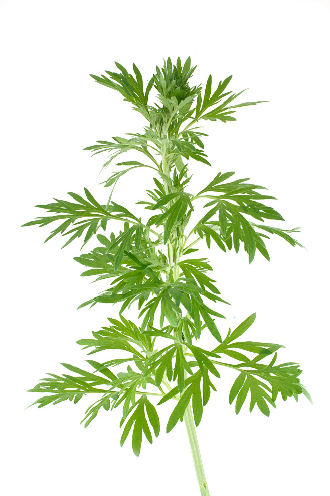 艾叶艾草摄图新视界
