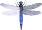 蜻蜓 PNG
