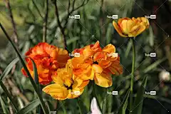 郁金香 鲜花 自然 花壁纸 春天 颜色 橙色的 花卉背景