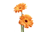 #草类# #植物PNG# #PNG素材# #绿叶# #藤蔓# #叶子PNG# #花朵# #薰衣草# #玫瑰# #花PNG# #荷花素材# #荷叶PNG# #荷花PNG#