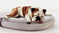 Nestle Purina Dog Beds : Industrial design for Nestle Purina Dog beds