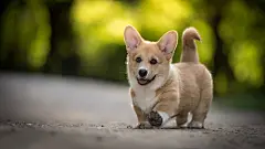 威尔士柯基犬图片高清电脑桌面壁纸