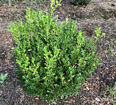 黎柒子采集到植物工艺