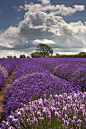 llbwwb:

Somerset Lavender (by peterspencer49)
