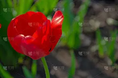 红色郁金香特写。开放和封闭的花蕾郁金香。明亮的郁金香花从四面八方。鲜花迎新春