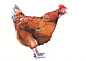 chicken-henrietta-pivel-reduced-c7115.jpg (2048×1449)