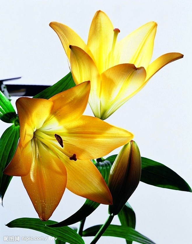 纸上花开从yoyo_o825转采于2016-08-29 17:09:04金色百合素材纸上花开