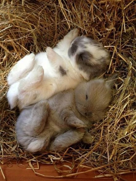 Sweet Sweet Bunnies(...