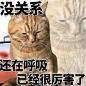 猫猫表情包