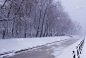 雪,天鹅,运河,冬天,冻结的,雾,俄罗斯,彼得斯堡,有包装的,树