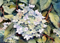 Ann Mortimer's Painting Blog: Late Summer Hydrangea step by step demo