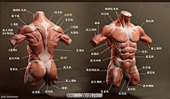 蕾酱A采集到头像 人体肌肉骨骼  肌肉男照片