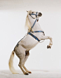 概念,肖像,摆拍,构图,图像_72195619_Arab horse (Equus caballus) posing standing on hind legs, side view._创意图片_Getty Images China