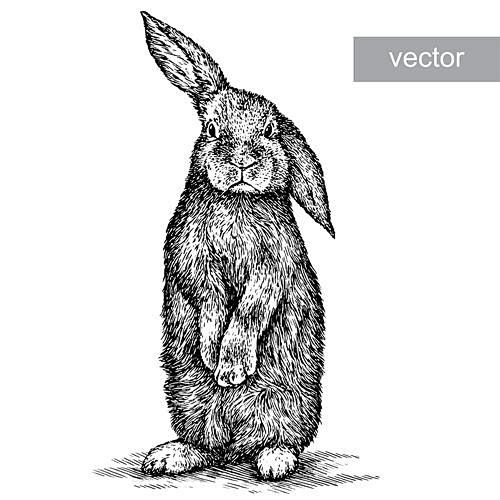 手绘黑白稿素描兔子动物羊鸡马插图海报 A...