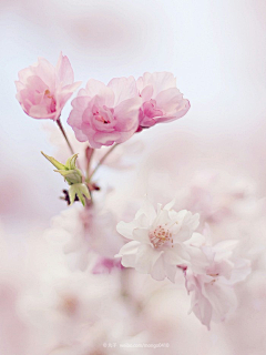 ·錯過采集到花草素材