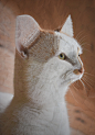 Charlie XI to XVIII : Further feline portraiture of Charlie