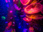 General 4608x3456 jellyfish colorful underwater