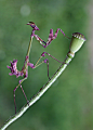 empusa fasciata by lisans on deviantART