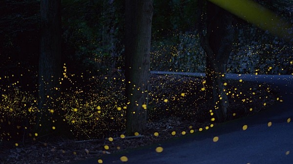 森林中的萤火虫