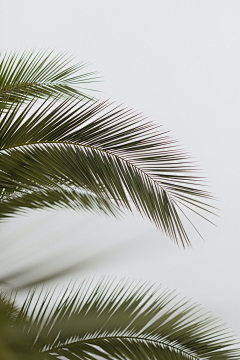 🌴华丽式～低调采集到绿叶背景