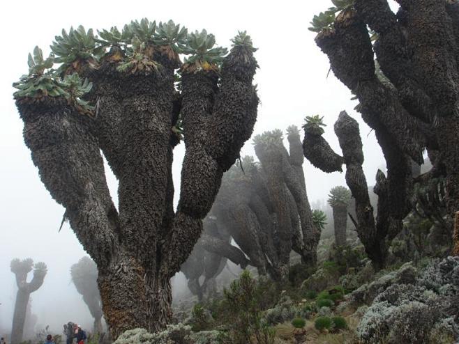 乞峰千里木dendroseneciokilimanjari