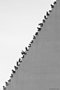 Pigeons Stairs By???Stefan Holl. °