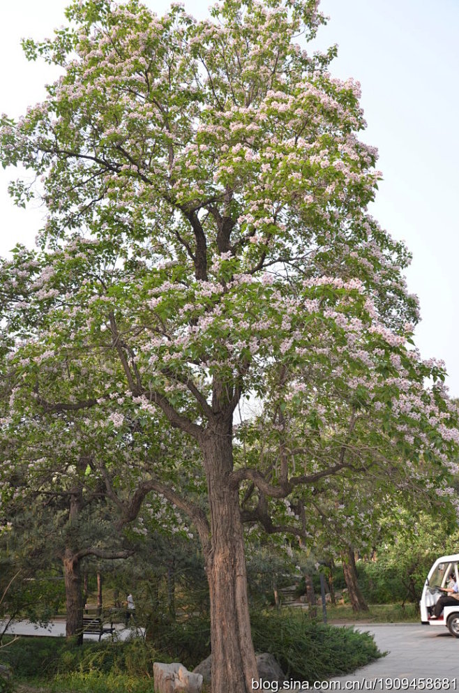 梓树