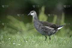 大动虫，叶绿素