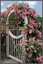rose #garden gate: 