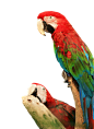 鹦鹉png (3)
