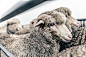 New Zealand Sheep Farm - Vol-2 : A day in the life of a New Zealand Merino sheep farm