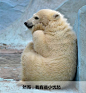 #搞笑表情动图#卧槽，一只小北极熊的自述 ​​​​
