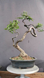 黄荆盆景_百度图片搜索